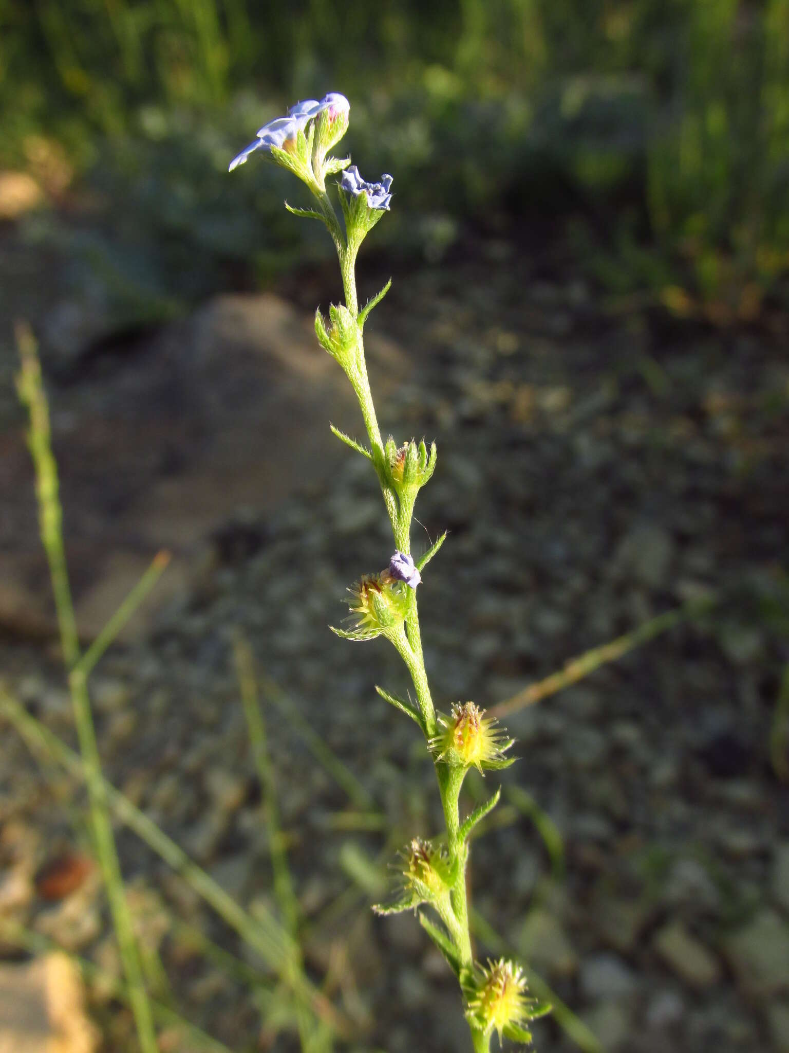 Image of Lappula barbata (M. Bieb.) Gürke