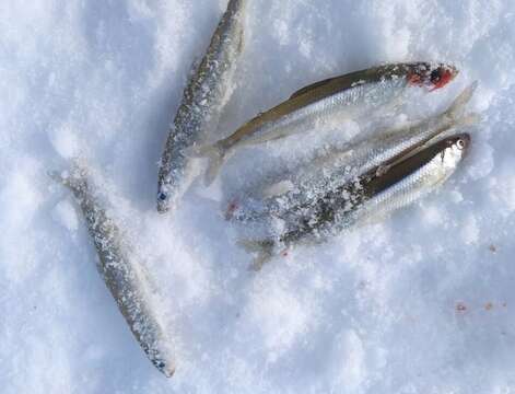 Image of Japanese smelt