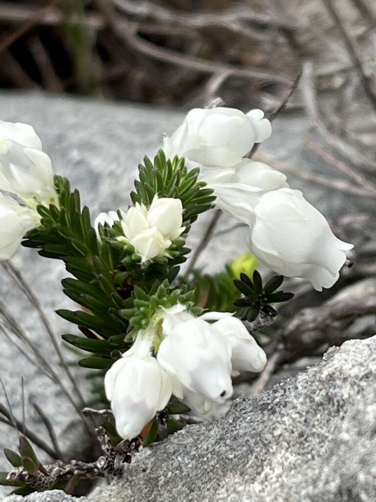 Image of Erica calcareophila E. G. H. Oliver