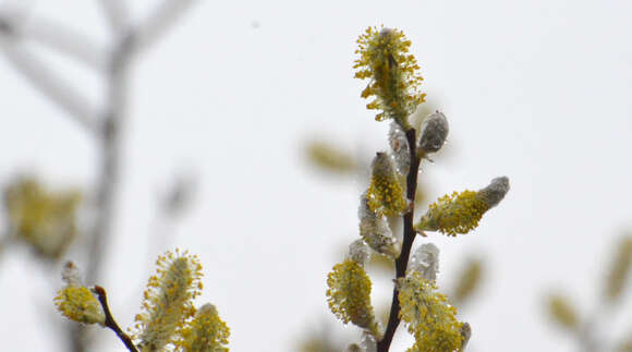 صورة Salix hookeriana Barratt