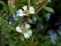 Image of Leptospermum wooroonooran F. M. Bailey