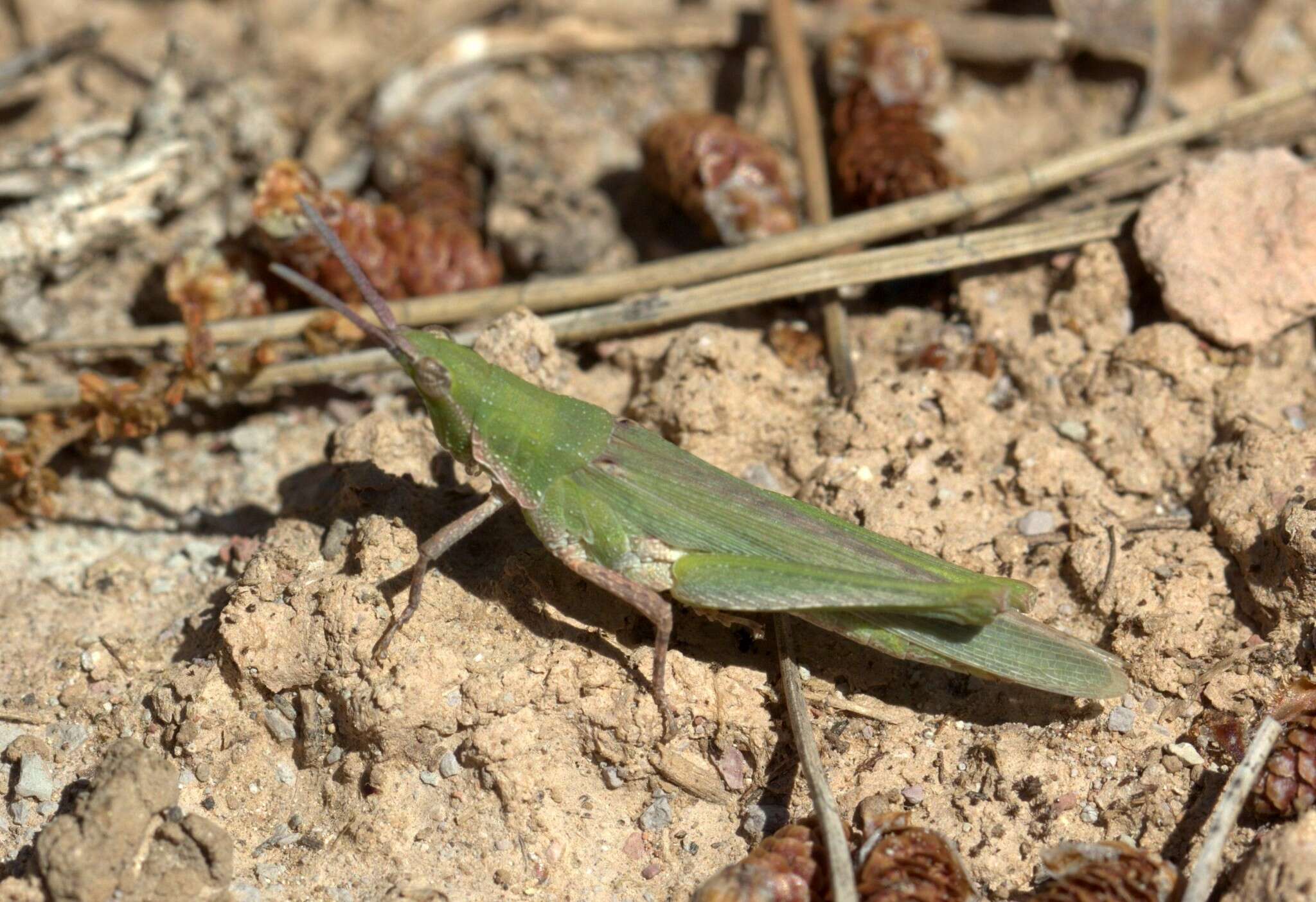 Image of Pyrgomorpha (Pyrgomorpha) conica (Olivier & G. A. 1791)