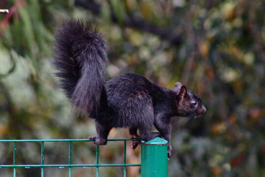 Sciurus aureogaster nigrescens Bennett 1833的圖片