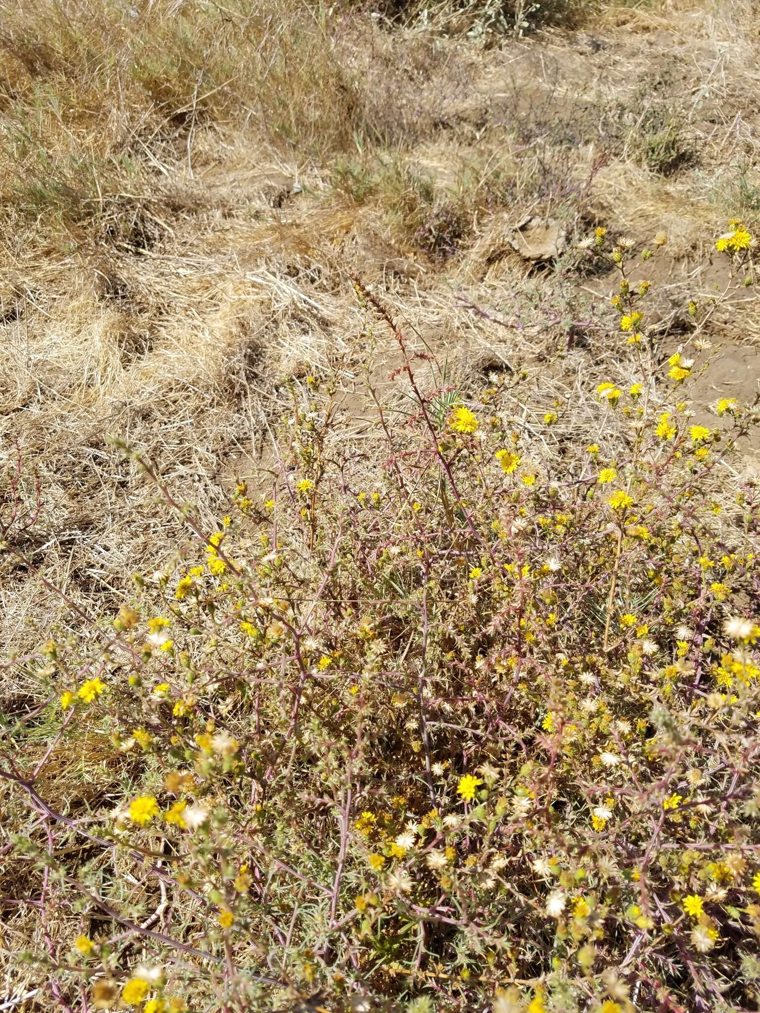 Plancia ëd Lessingia pectinata var. tenuipes (J. T. Howell) Markos