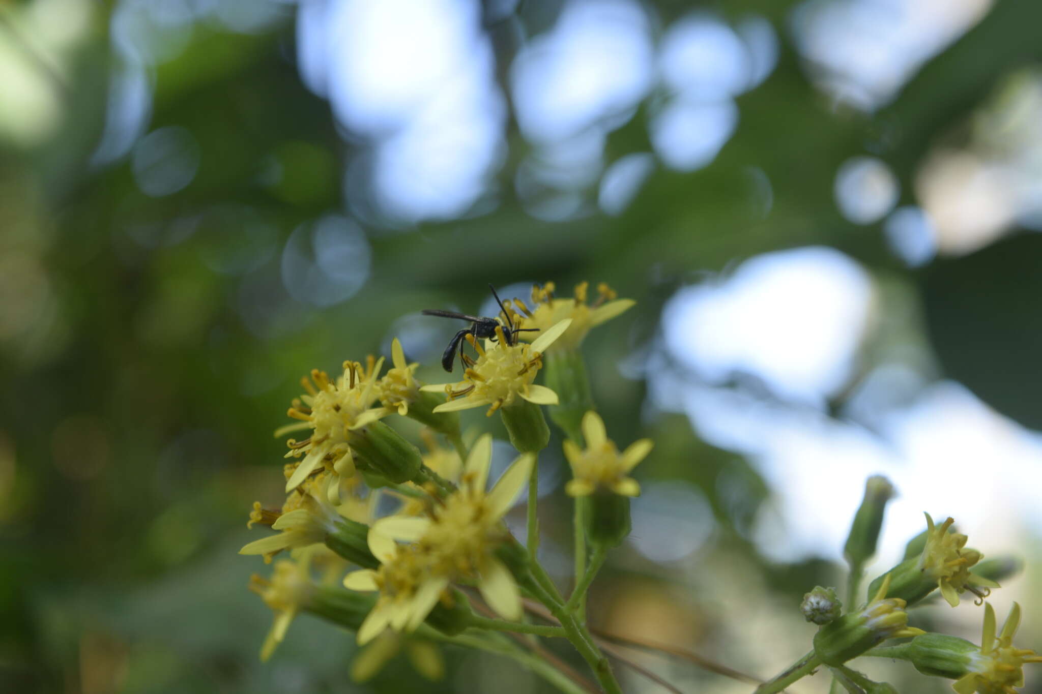 Sivun Roldana petasioides (Greenm.) H. Rob. kuva