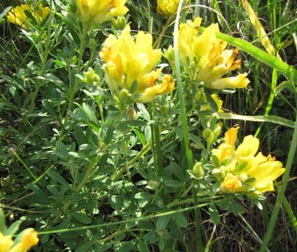 Imagem de Cytisus austriacus L.