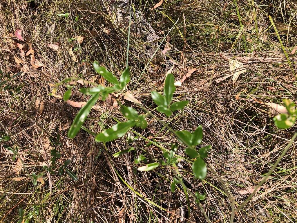 صورة Jasminum didymum subsp. racemosum (F. Muell.) P. S. Green