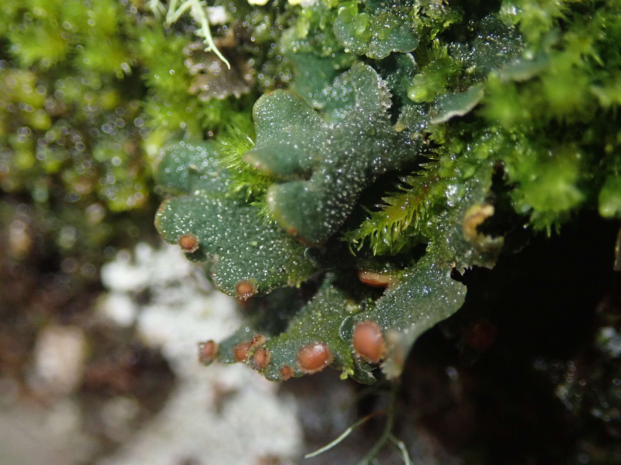 Image de Erioderma leylandii (Taylor) Müll. Arg.