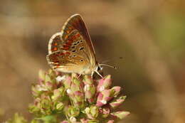 Image of Aricia montensis Verity 1928