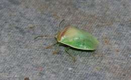 Image of Red-banded Stink Bug