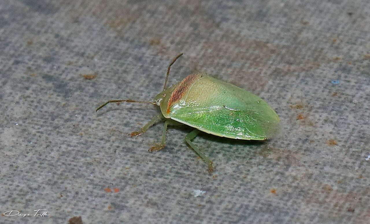 Image of Red-banded Stink Bug