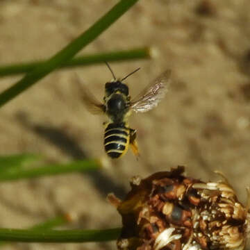 Image of Pugnacious Leaf-cutter Bee