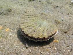 Image of St.James's scallop