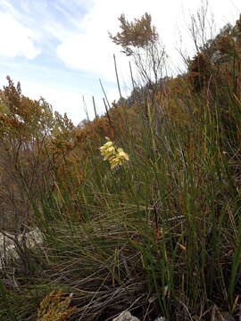 Eulophia tabularis (L. fil.) Bolus的圖片