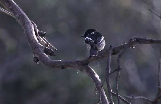 Image of Scarlet Robin