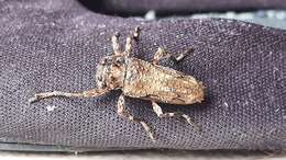 Oreodera bituberculata Bates 1861的圖片