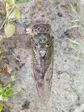 Image of Tibicina maldesi Boulard 1981