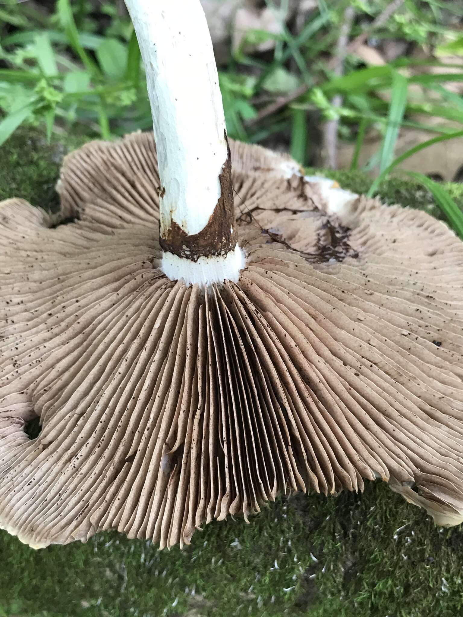 Image of Cyclocybe cylindracea (DC.) Vizzini & Angelini 2014