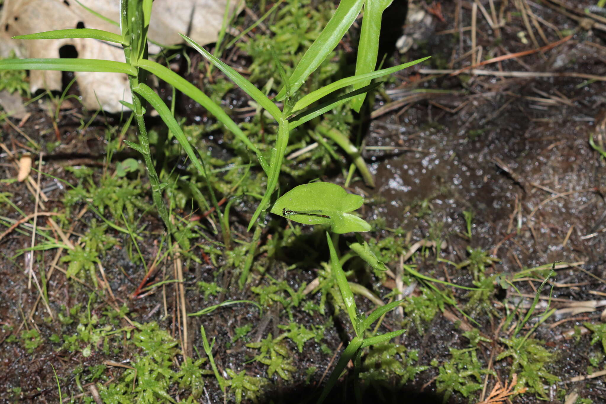 Plancia ëd Dulichium arundinaceum var. arundinaceum