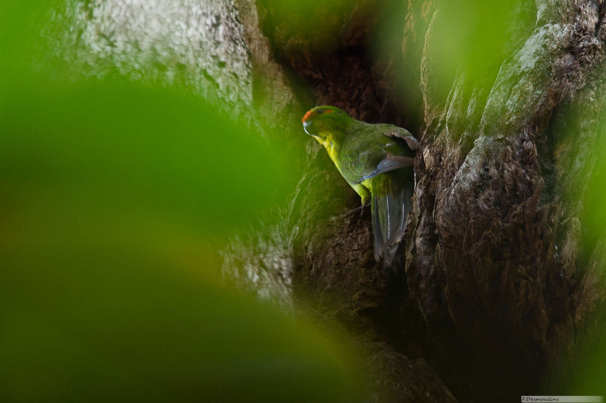 صورة Cyanoramphus saisseti Verreaux, J & Des Murs 1860