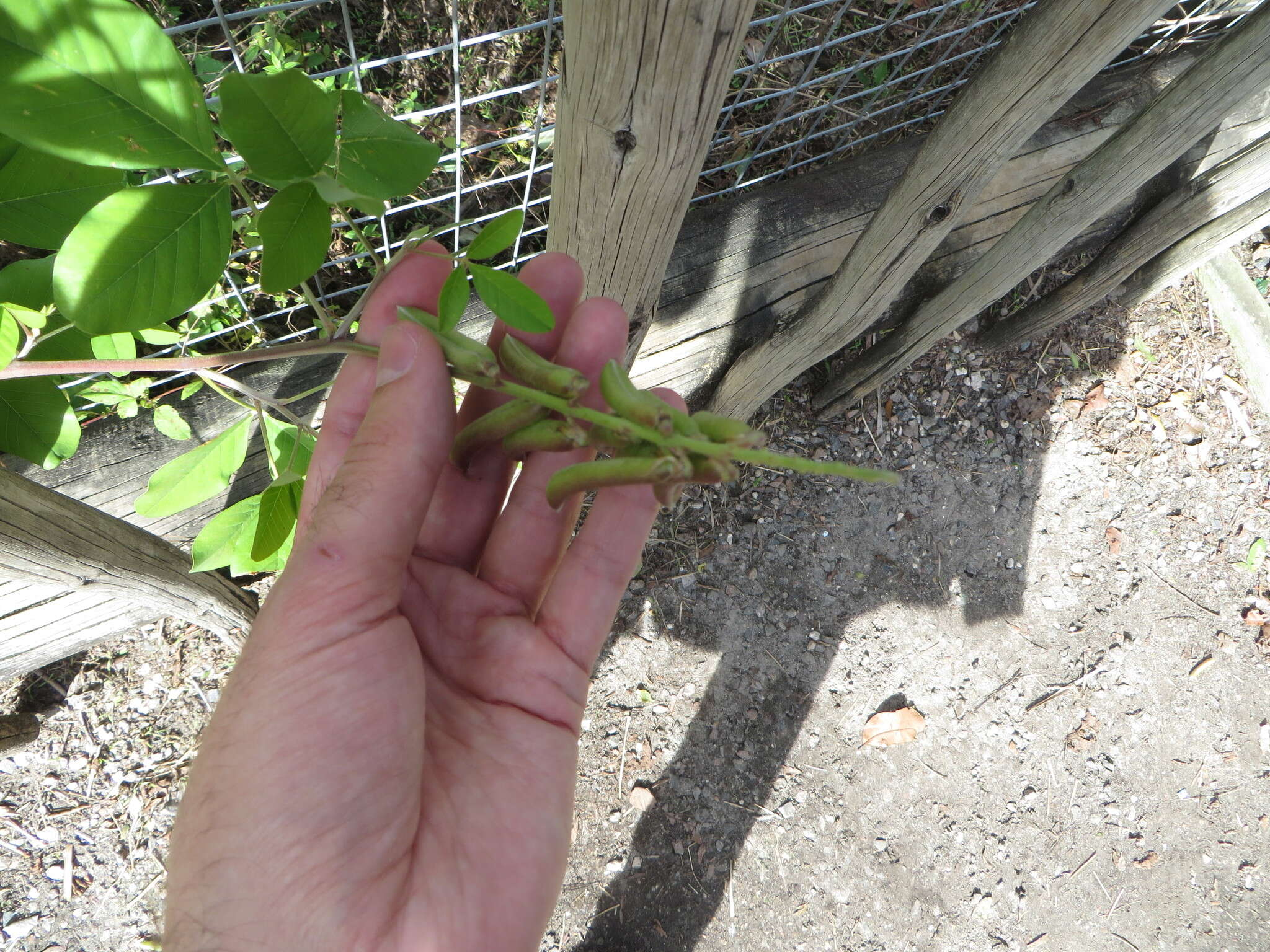 Image of smooth rattlebox