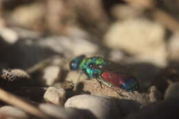 صورة Chrysis