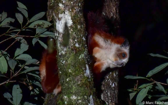 Image of Red And White Giant Flying Squirrel