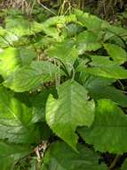 Image of Chloranthus oldhamii Solms