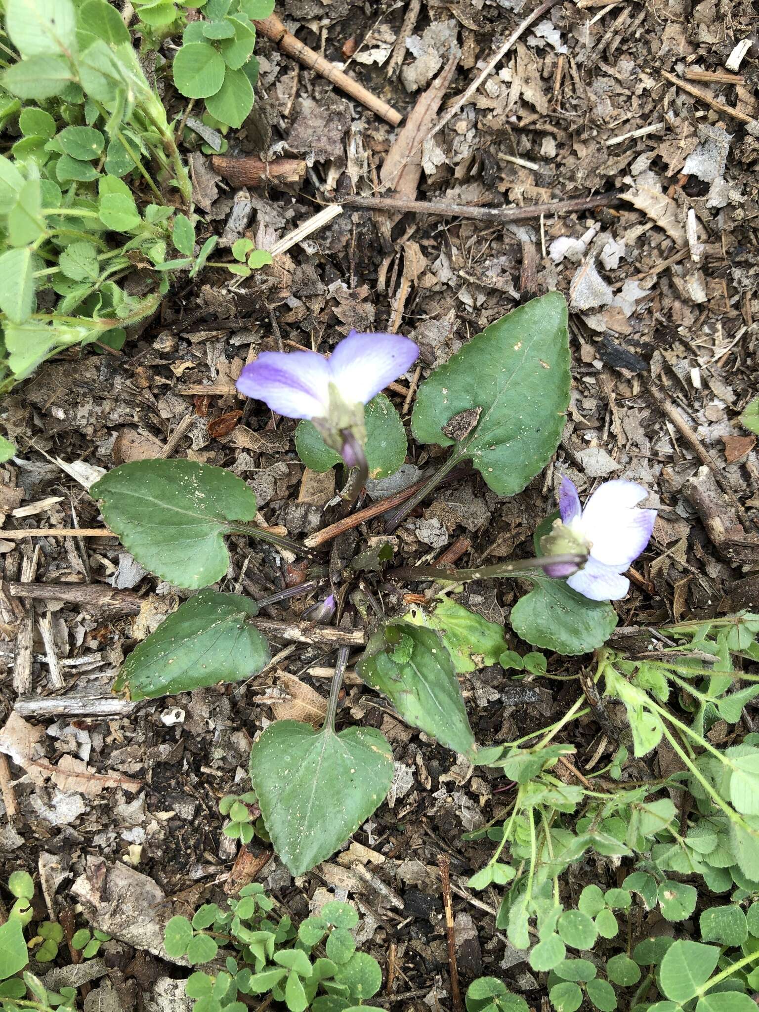 Image of Langlois' Violet