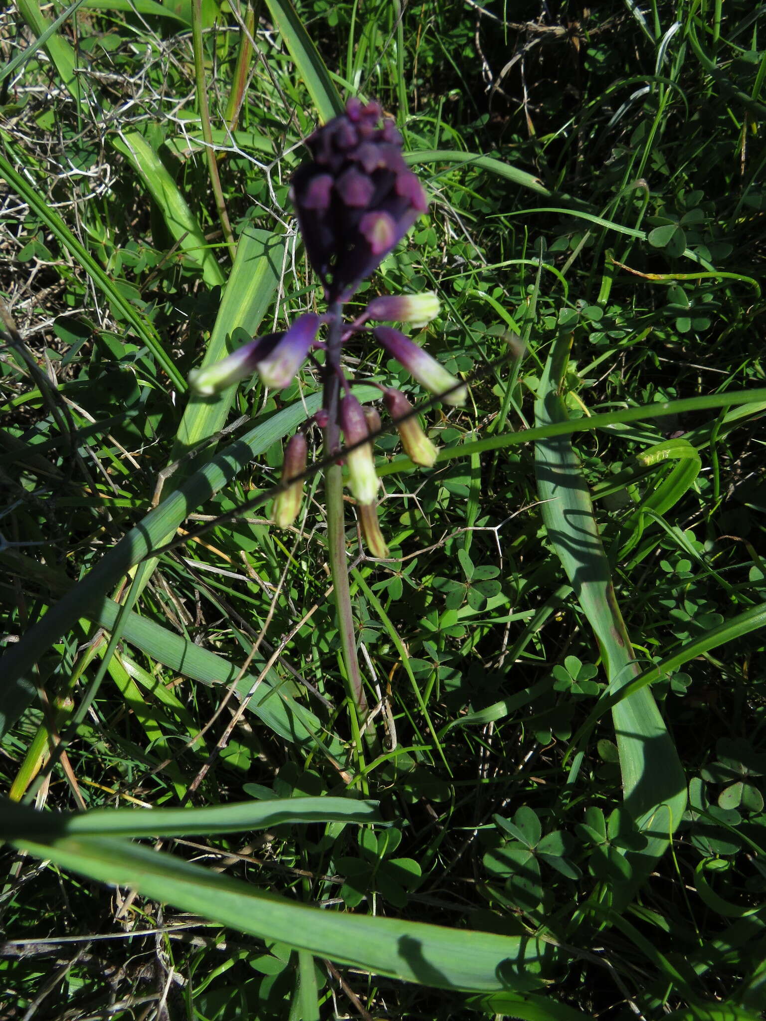 Image of Bellevalia trifoliata (Ten.) Kunth