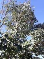 Image de Handroanthus albus (Cham.) Mattos