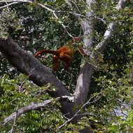 Image of Guianan Red Howler Monkey