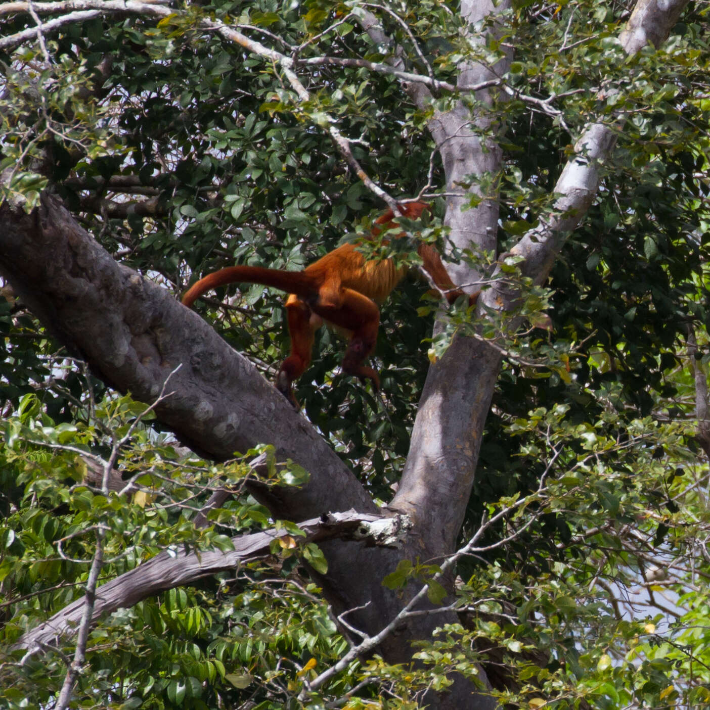 Imagem de Alouatta macconnelli Elliot 1910