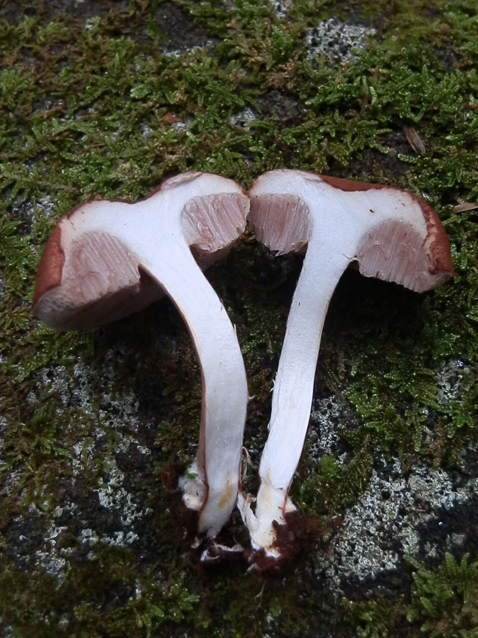 Plancia ëd Austroboletus gracilis (Peck) Wolfe 1980