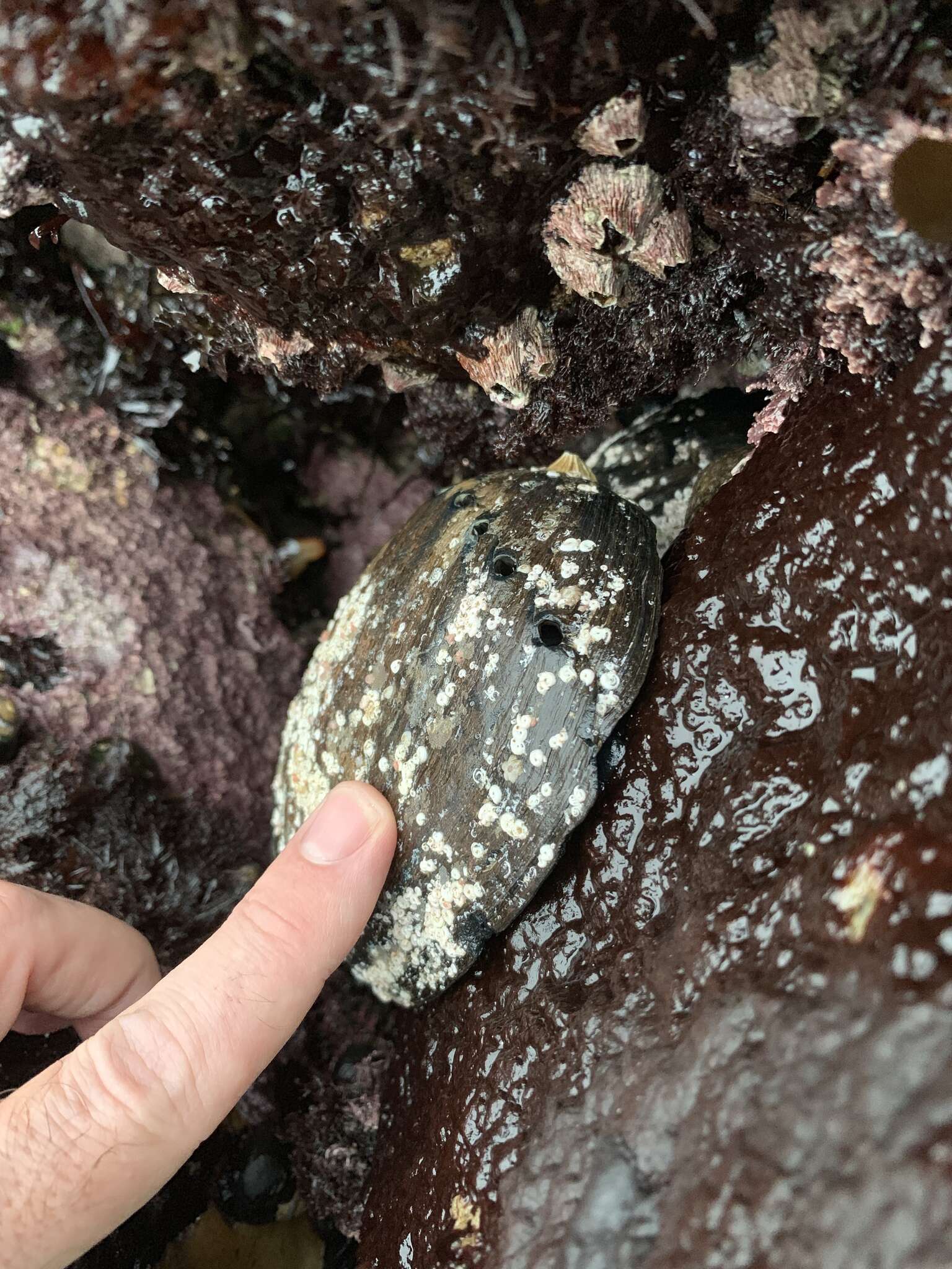 Image of Black Abalone