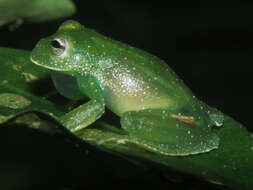 Image of Savage's cochran frog