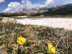 Imagem de Ranunculus adoneus A. Gray