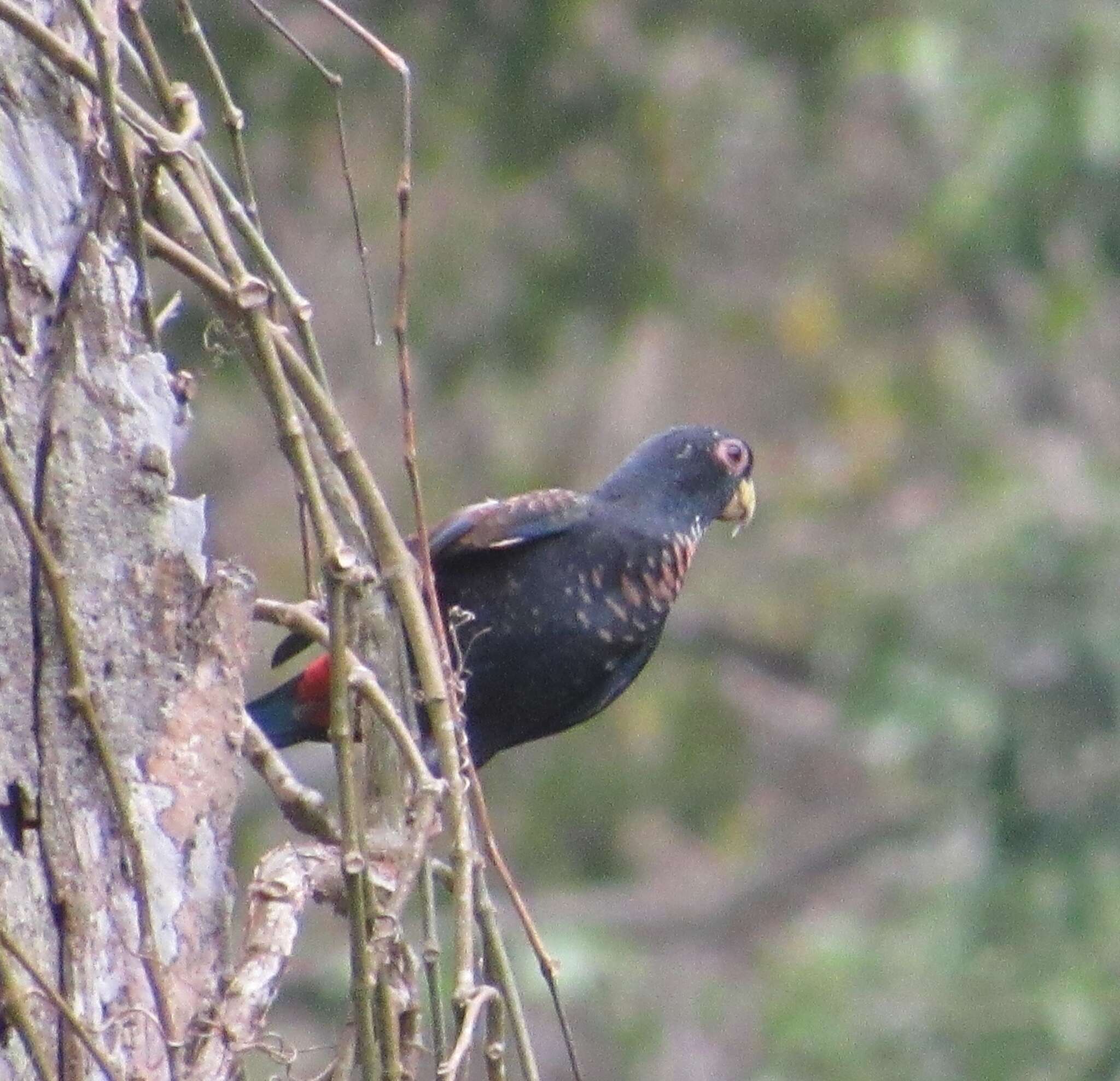 Image of Bronze-winged Parrot