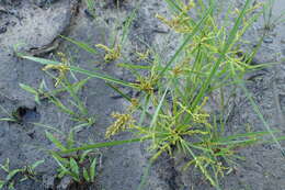 Imagem de Cyperus iria L.