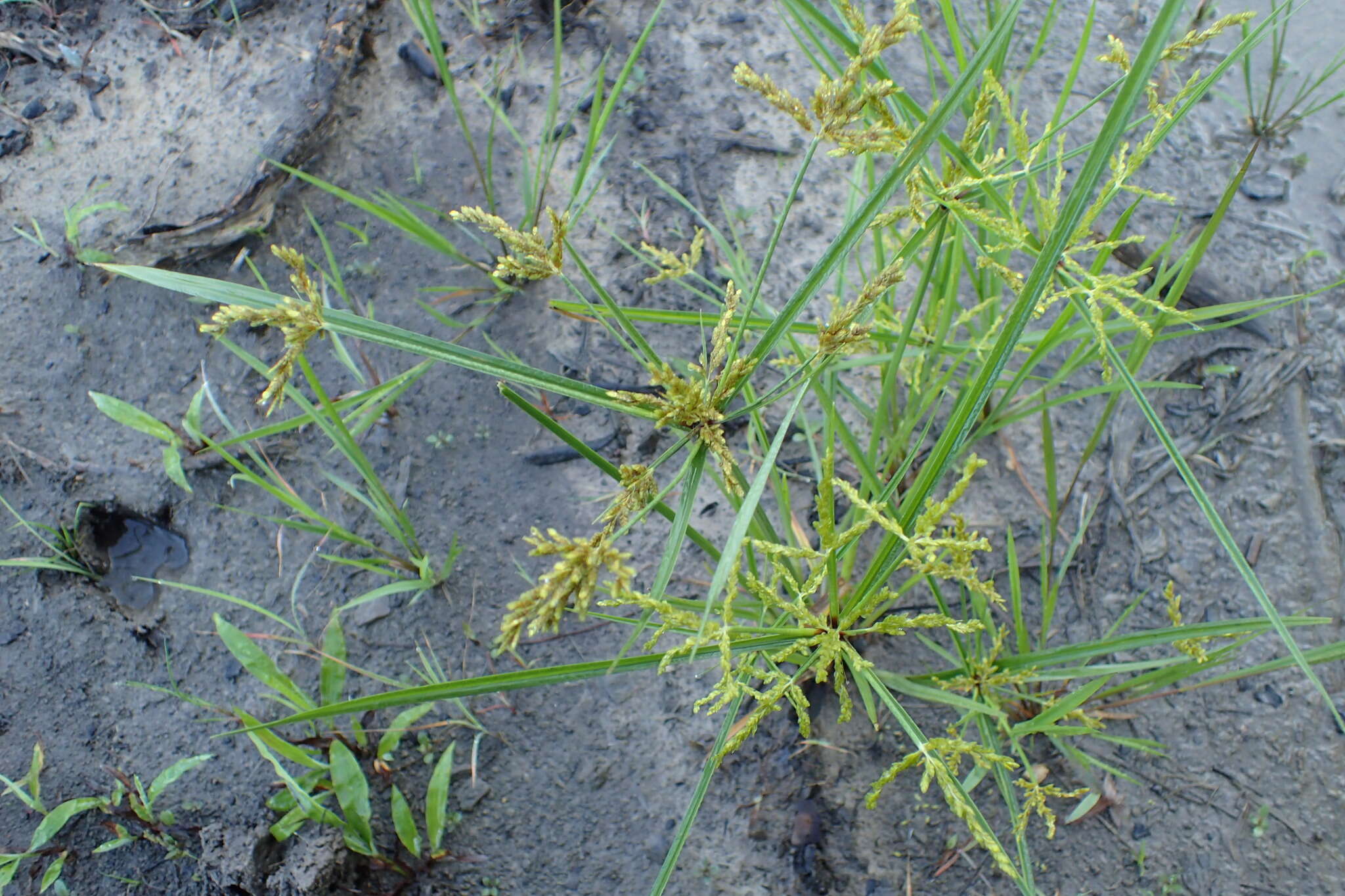 Image of ricefield flatsedge