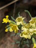 Plancia ëd Lithospermum cobrense Greene