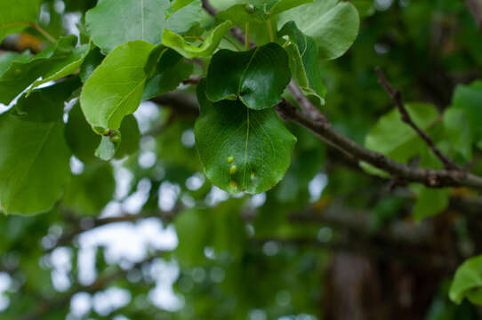 Image de Taphrina bullata (Berk.) Tul. 1866