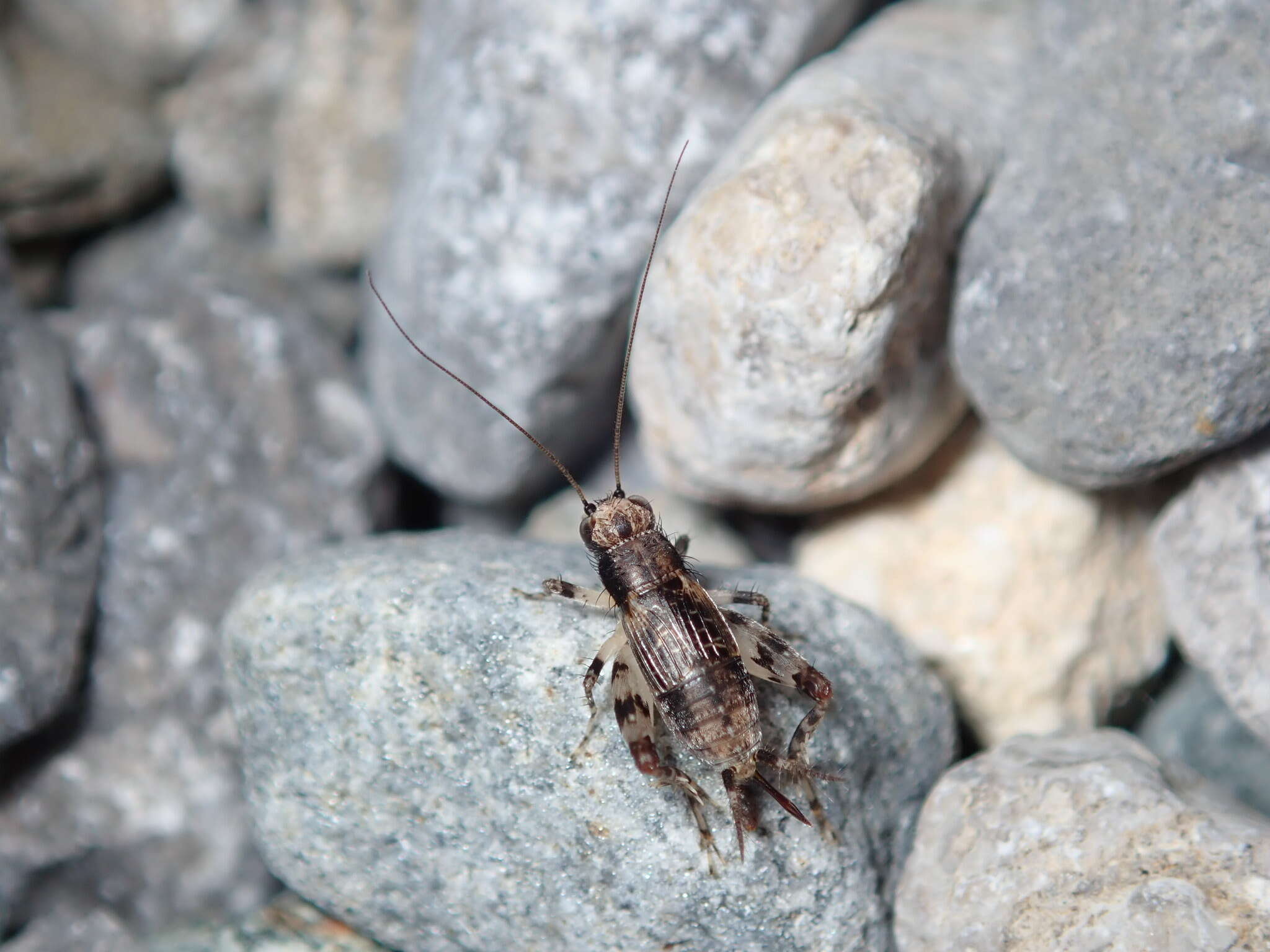 Plancia ëd Dianemobius fascipes fascipes (Walker 1869)