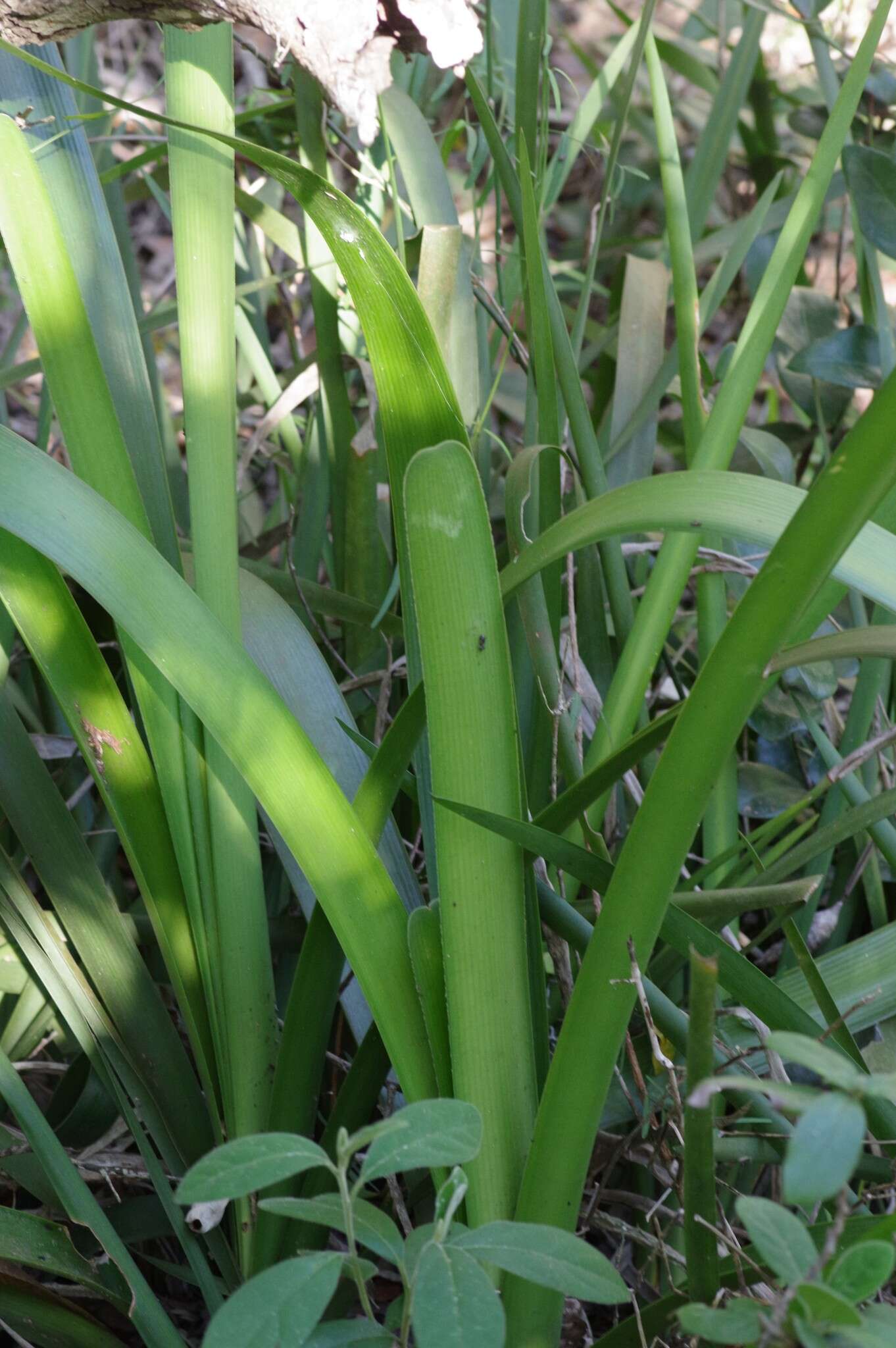 Image of Clivia nobilis Lindl.