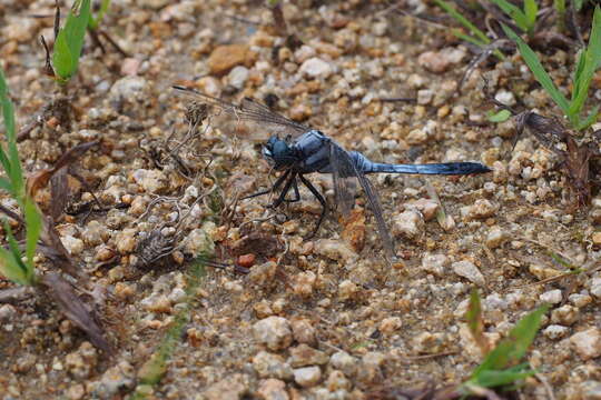 Image of <i>Orthetrum albistylum speciosum</i>