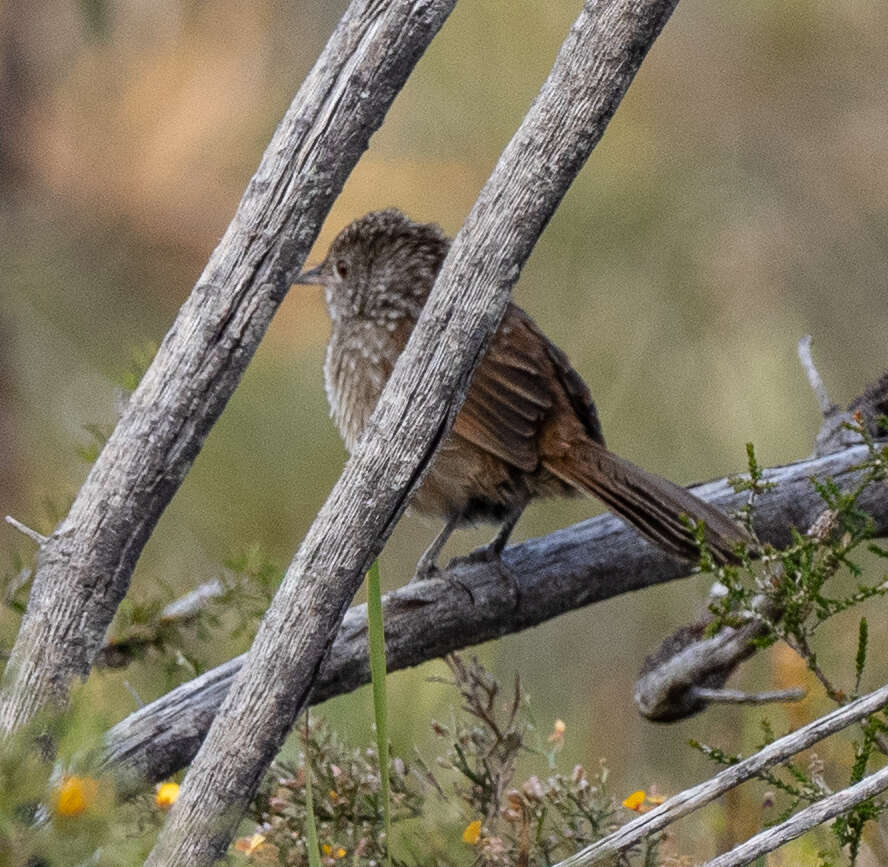 Dasyornithidae resmi