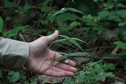 Image of Pombalia oppositifolia (L.) Paula-Souza