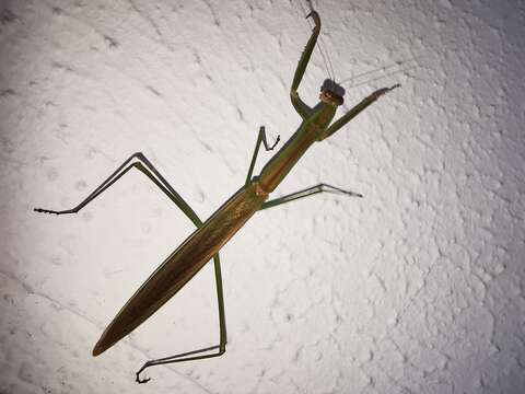 Image of Tenodera costalis Blanchard 1853