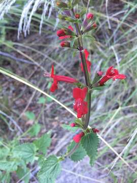 Stachys coccinea Ortega resmi