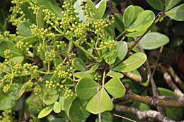 Image of Pseudopanax lessonii (DC.) K. Koch